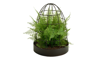 Asparagus Fern 